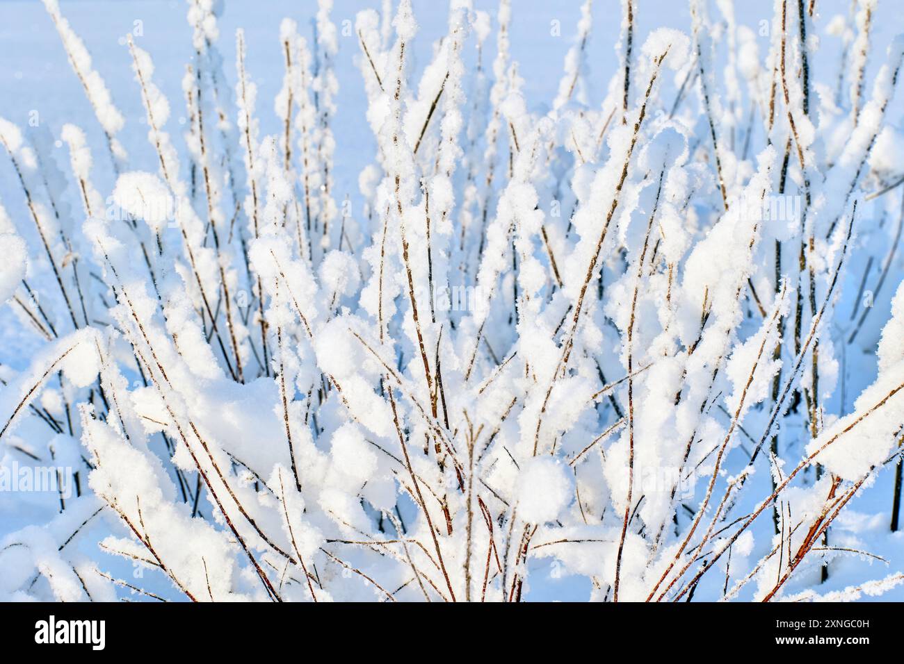 Frosted shrub branches in winter forest thickets. Stock Photo