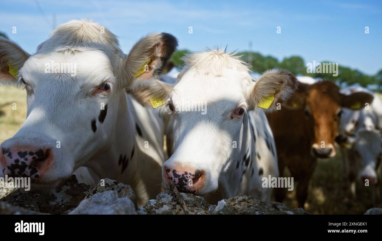 A group of curious cows standing outdoors in a sunny field, close-up of their faces with tags on their ears, surrounded by nature under a clear blue s Stock Photo