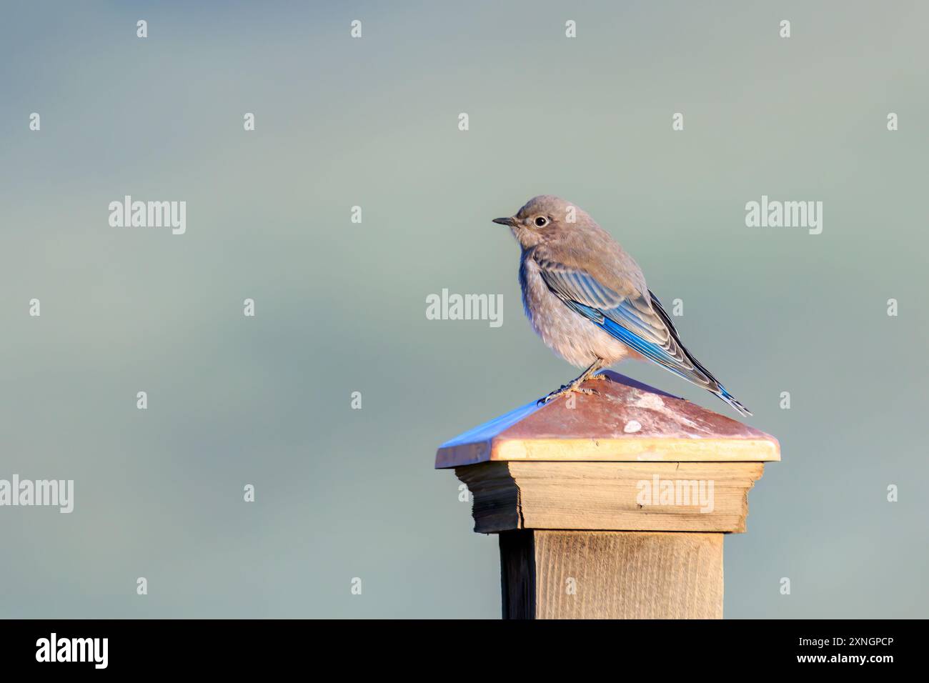 Mountain Bluebird (Sialia currucoides) perched on a Post near Creede, Colorado Stock Photo