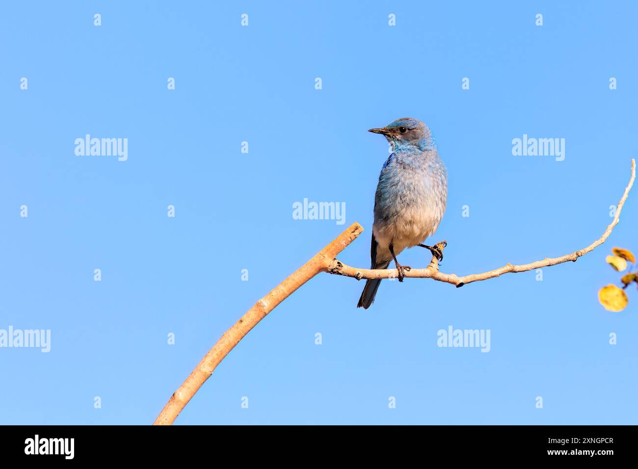 Mountain Bluebird (Sialia currucoides) perched on a branch near Creede, Colorado Stock Photo