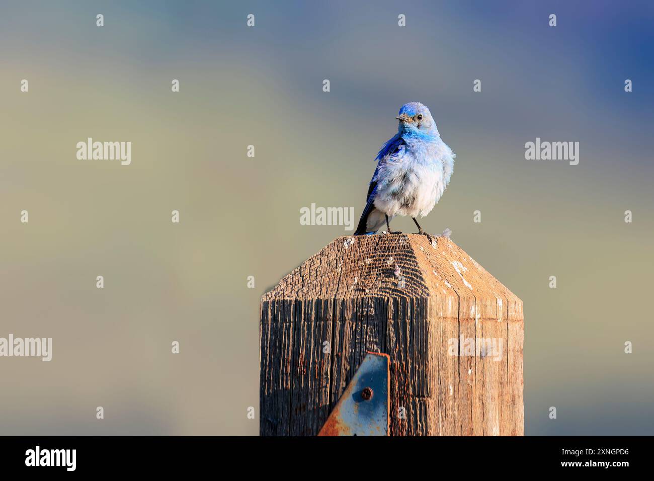 Mountain Bluebird on a Post Stock Photo