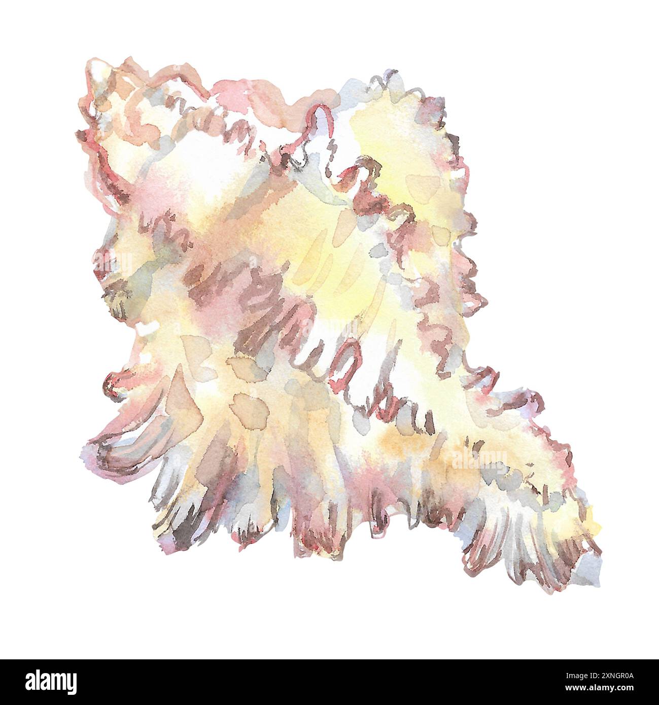 Shell isolate of underwater world in watercolor. Murex Endivia sea ...