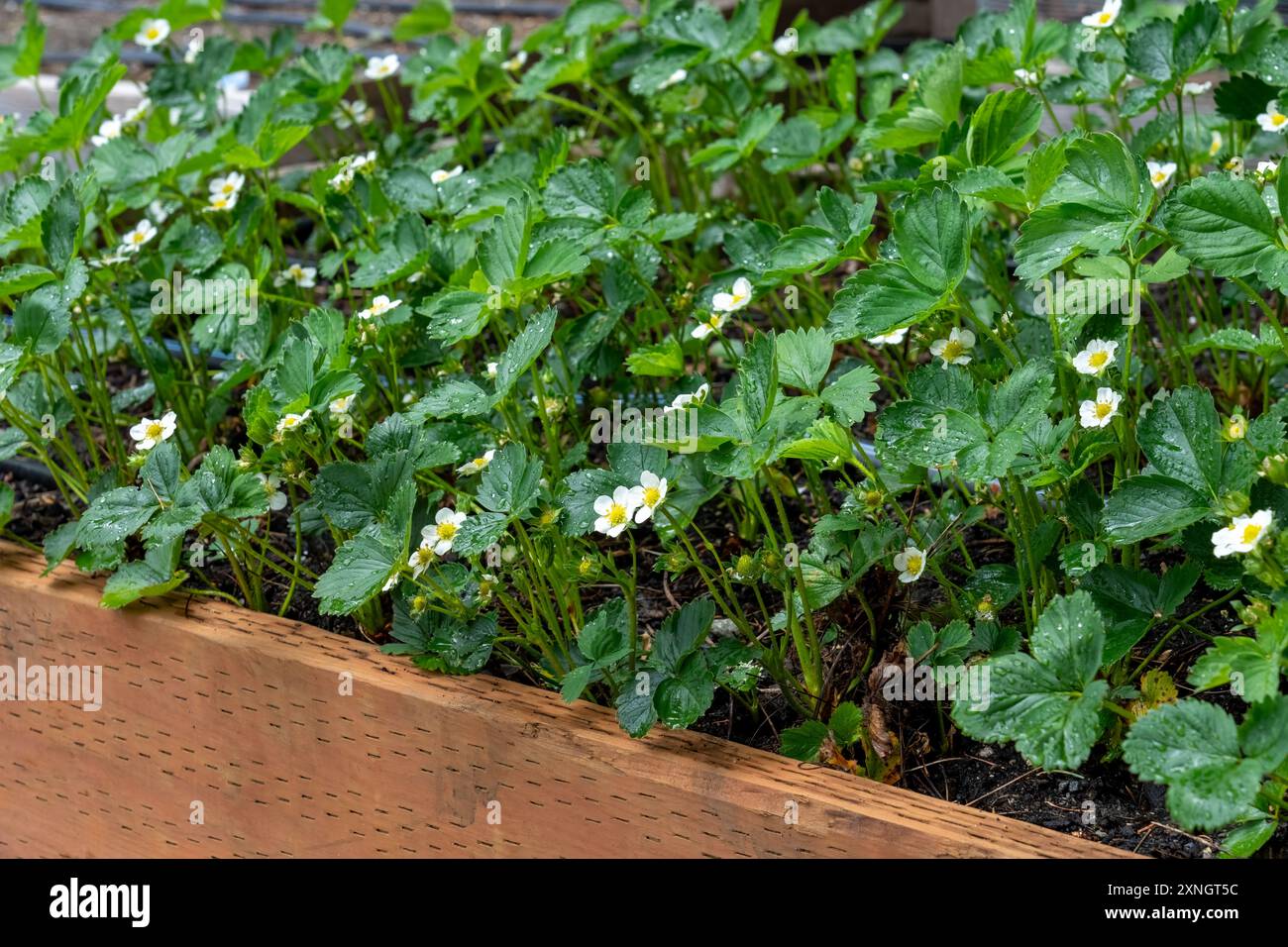 Issaquah, Washington, USA. Raised bed of strawberries in bloom Stock ...