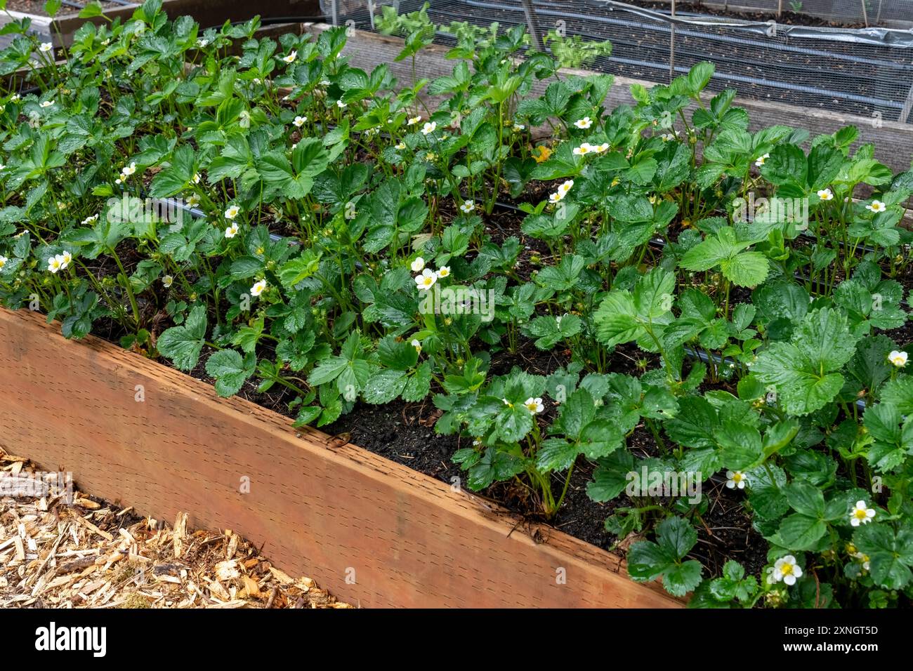 Issaquah, Washington, USA. Raised bed of strawberries in bloom Stock ...