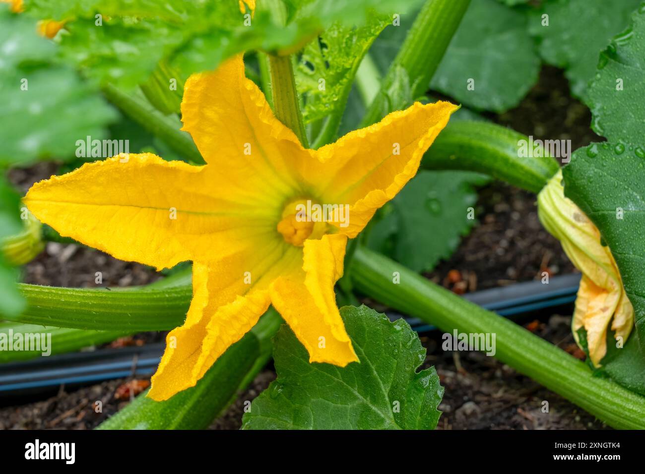 Issaquah, Washington, USA. Stock Photo