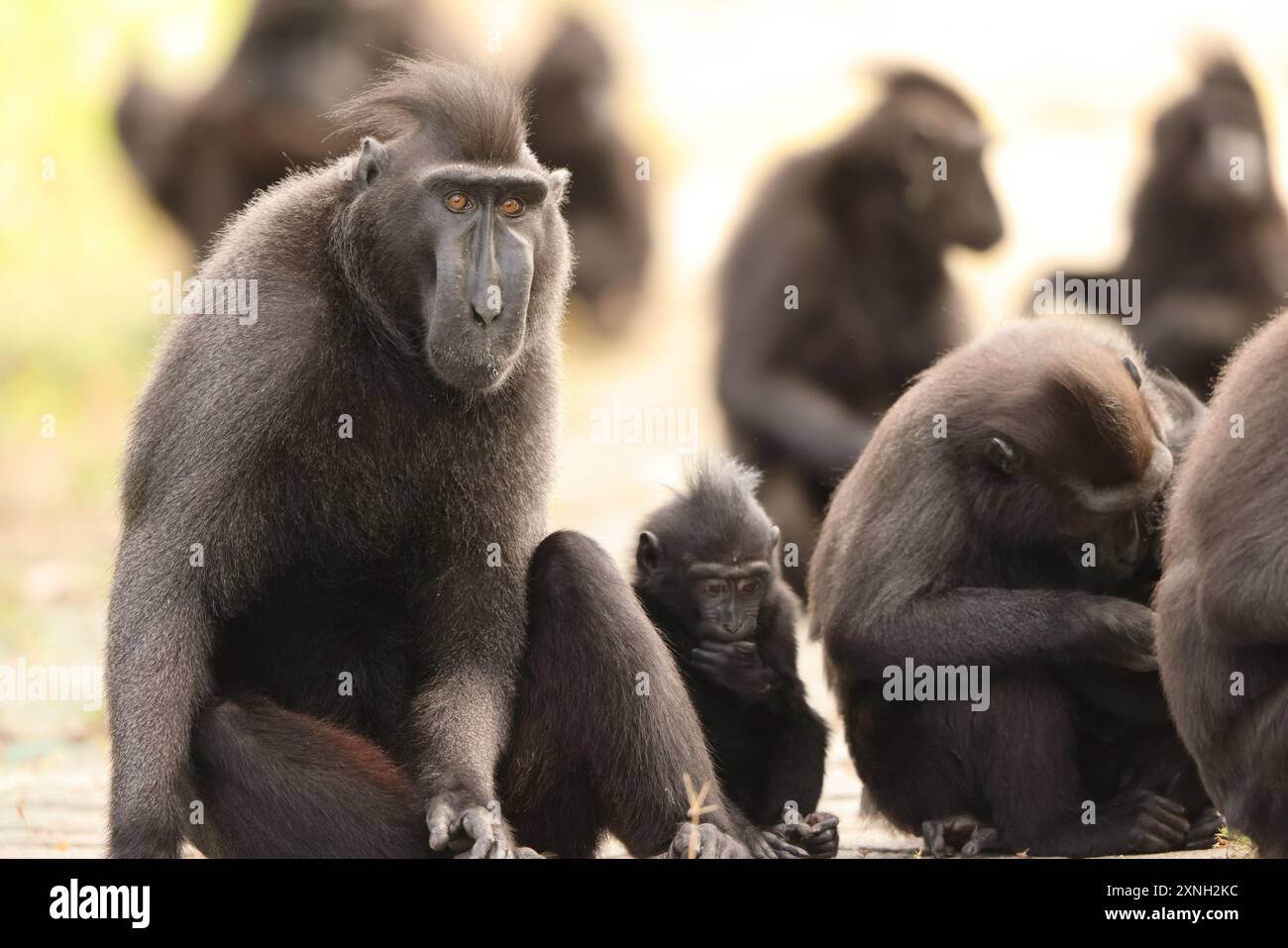 The Celebes crested macaque (Macaca nigra), also known as the crested black macaque, Sulawesi crested macaque, or the black ape Stock Photo