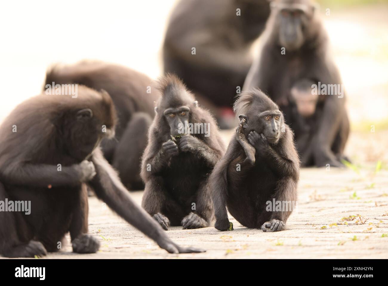The Celebes crested macaque (Macaca nigra), also known as the crested black macaque, Sulawesi crested macaque, or the black ape Stock Photo