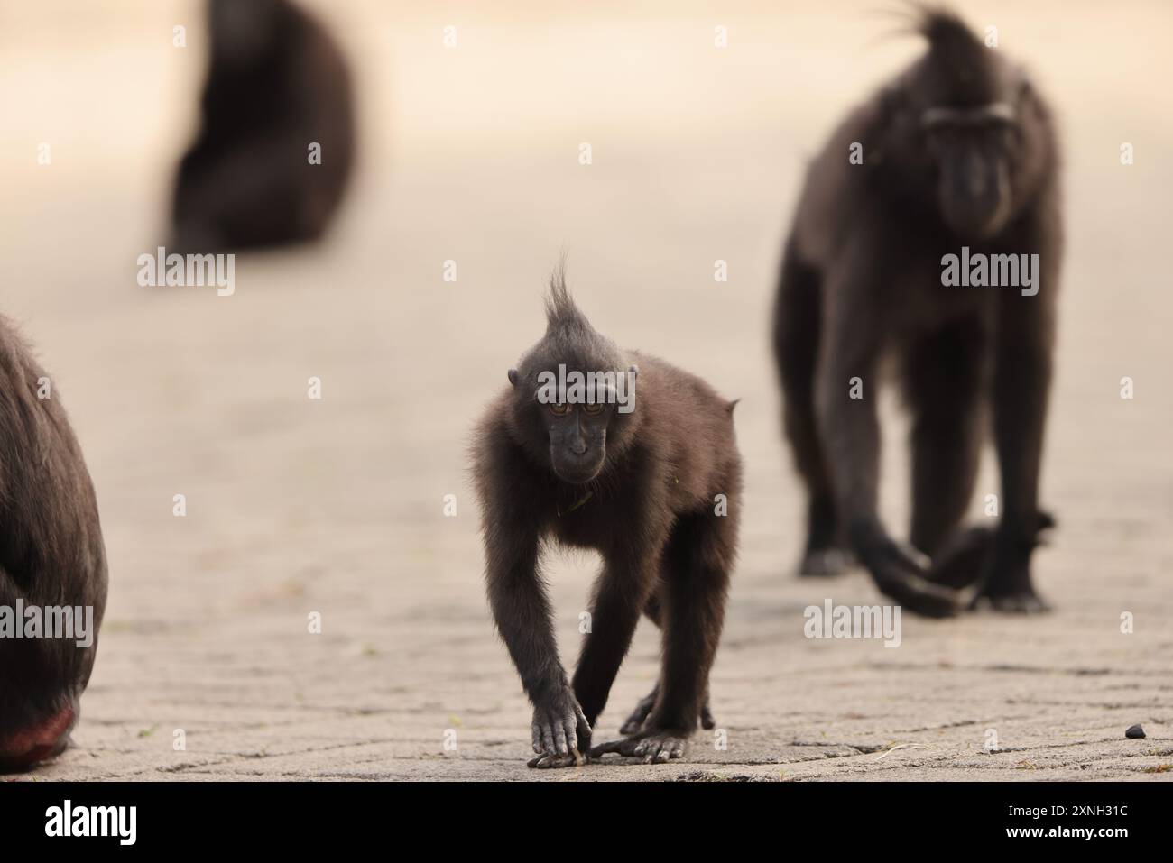 The Celebes crested macaque (Macaca nigra), also known as the crested black macaque, Sulawesi crested macaque, or the black ape Stock Photo
