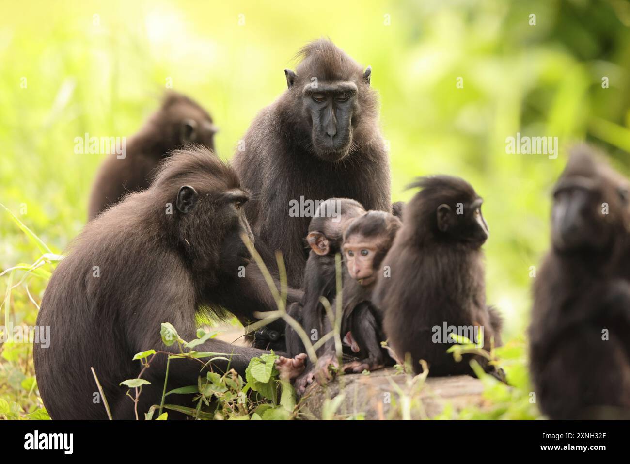 The Celebes crested macaque (Macaca nigra), also known as the crested black macaque, Sulawesi crested macaque, or the black ape Stock Photo