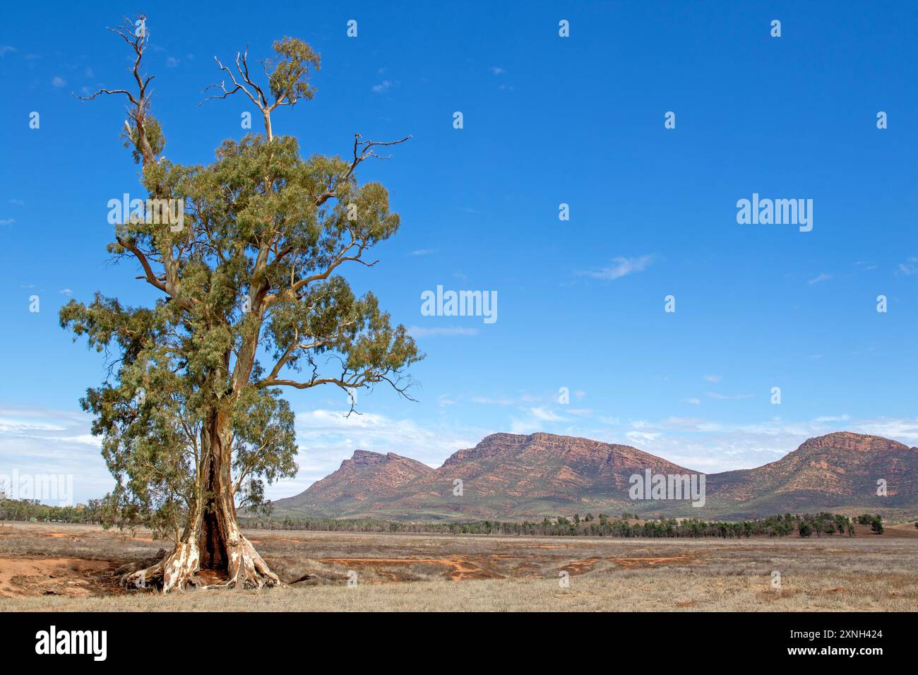 The Cazneaux Tree and Wilpena Pound (Ikara Stock Photo - Alamy