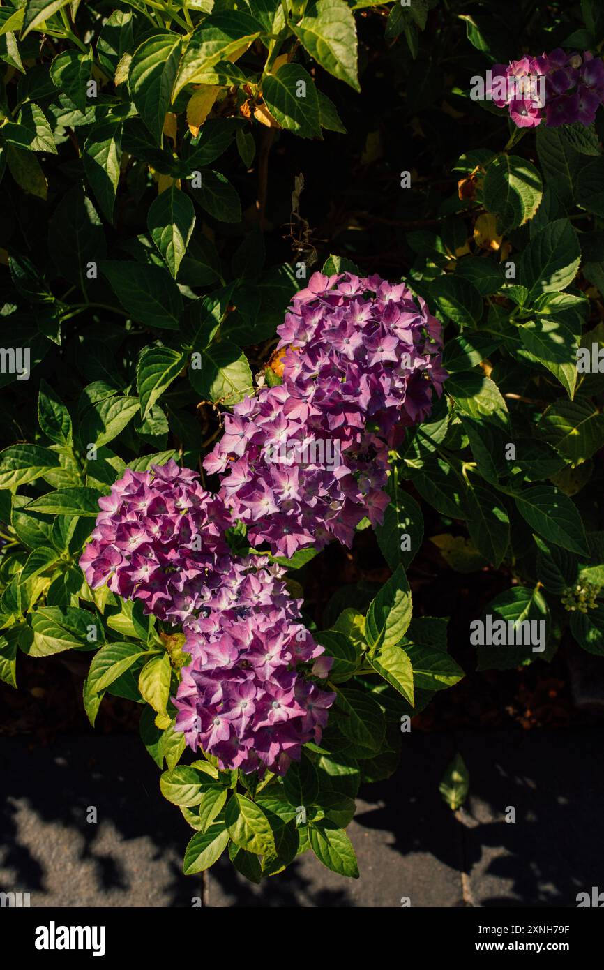 Pink purple hydrangea flowers hi-res stock photography and images - Alamy