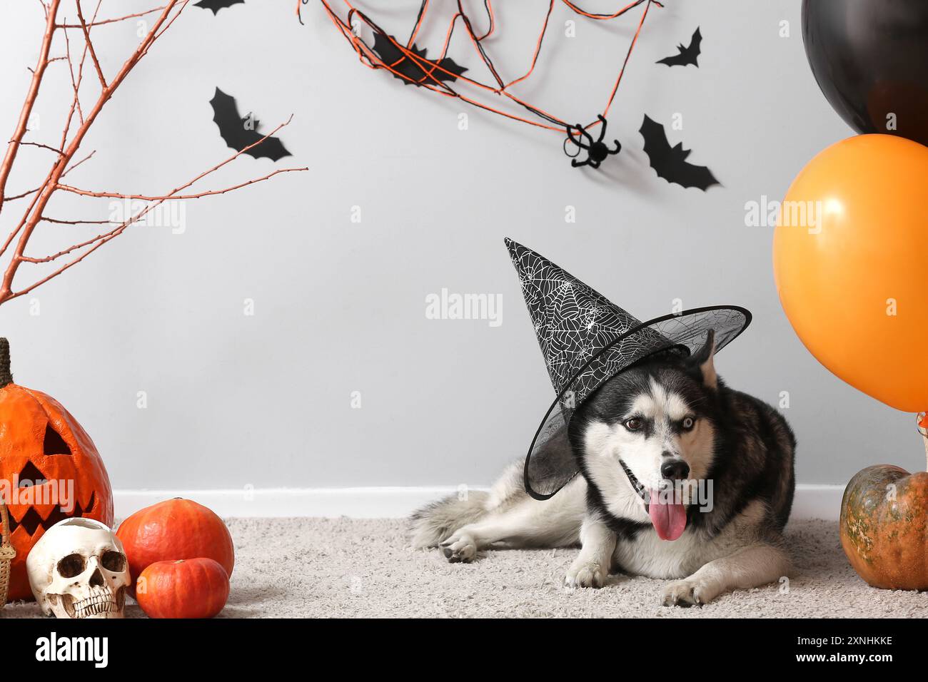 Cute husky dog in witch hat with Halloween decorations lying on floor ...