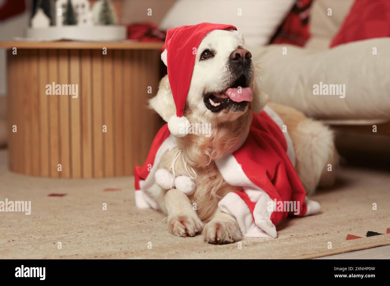 A Golden Retriever dressed in a Santa Claus costume posing in front of a  festive Merry Christmas sign Stock Photo - Alamy
