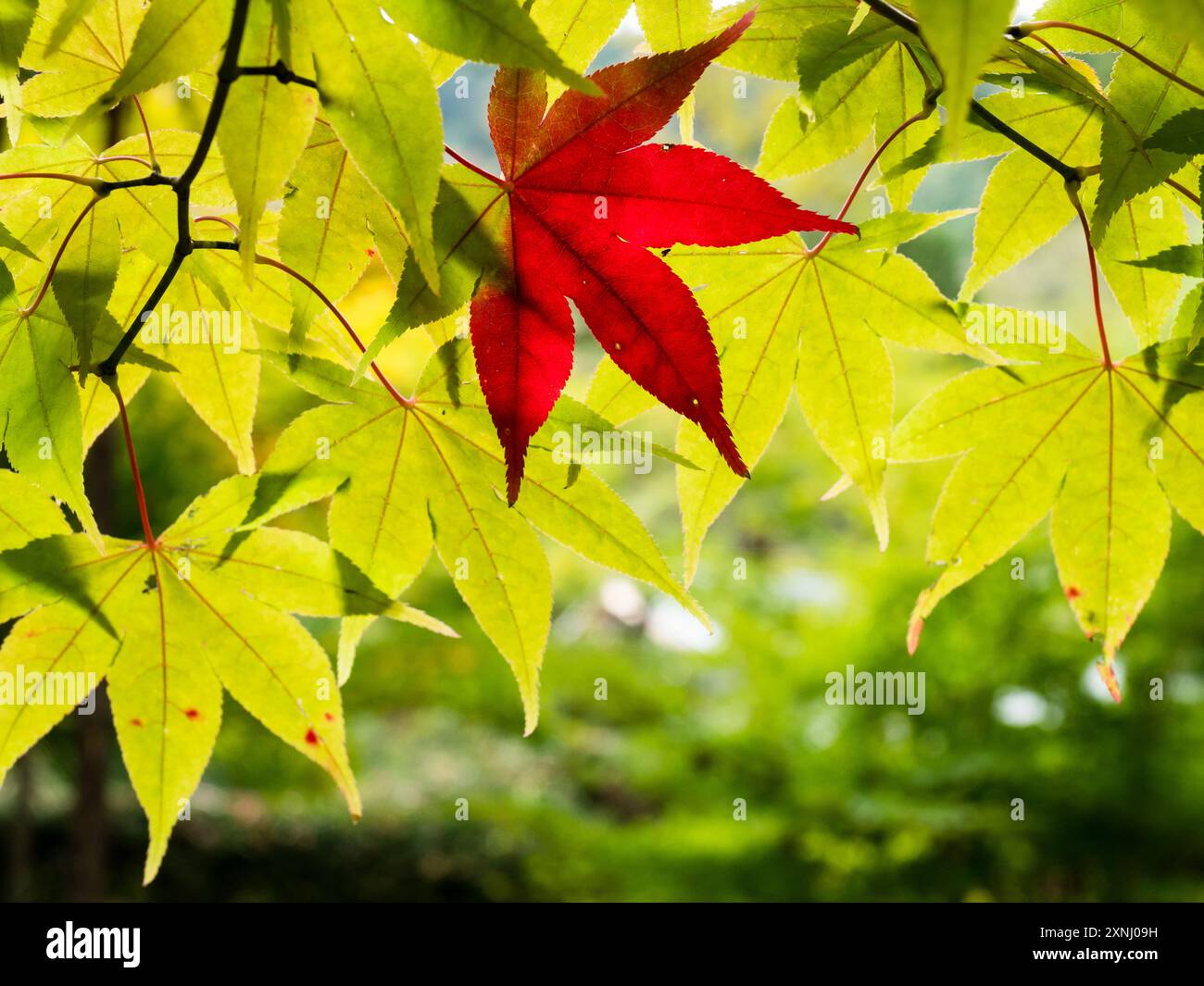 Red maple leaf hi-res stock photography and images - Alamy
