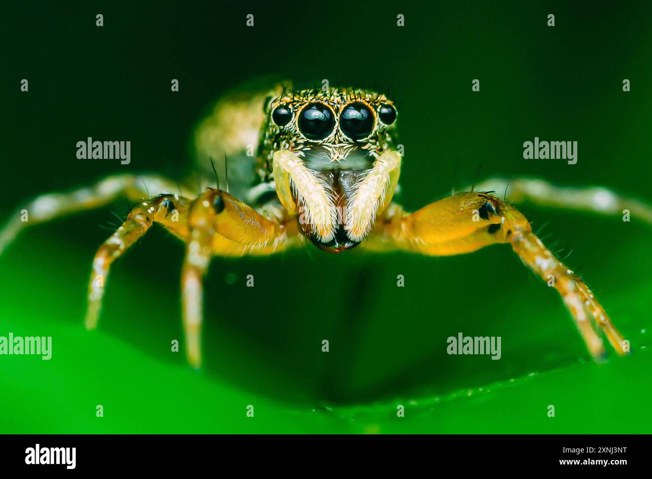 Close up a little Jumping Spider on green leaf, Colorful jumping spider ...