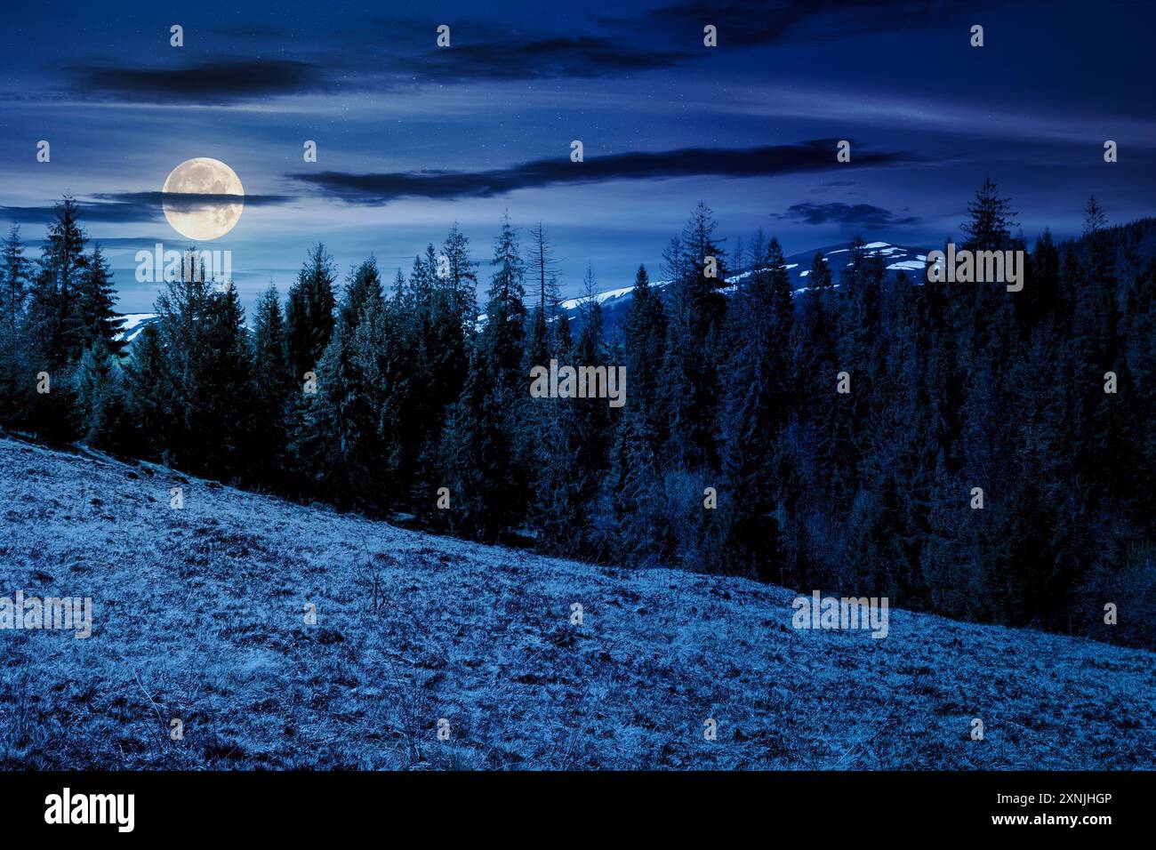 scenery with coniferous forest on a grassy hill at night. mysterious mountain landscape in full moon light. carpathian halloween fairy tail Stock Photo