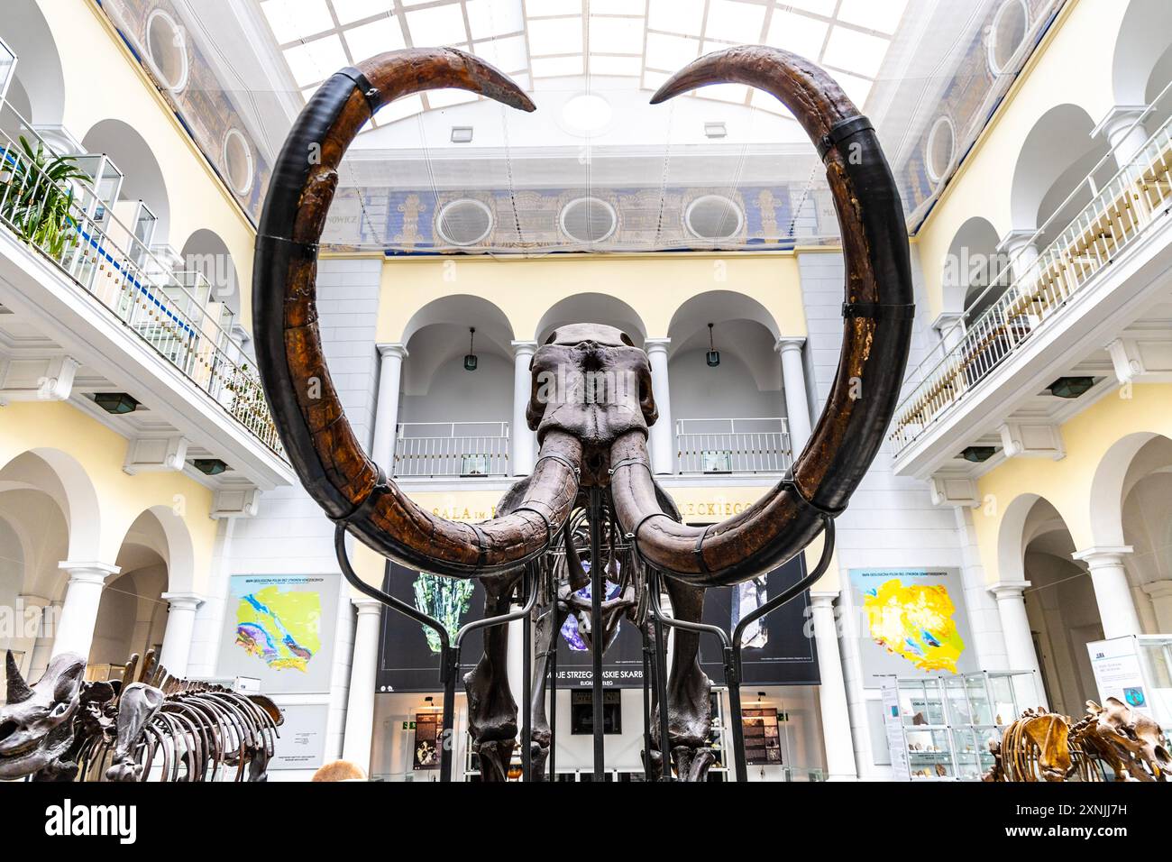 Curved tusks of an extinct species of Wolly Mammoth, Geological Museum, Warsaw, Poland Stock Photo