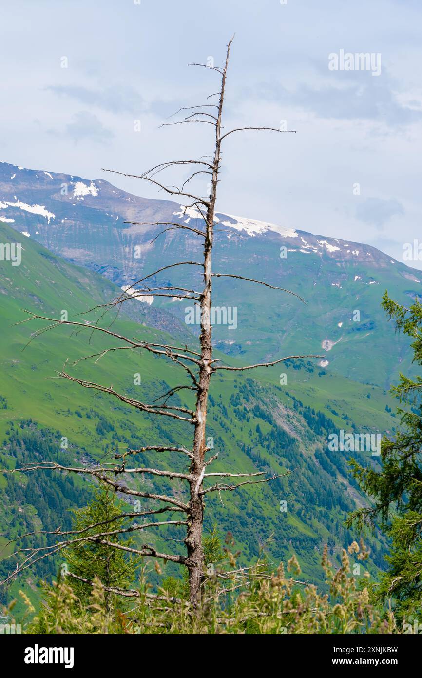 pine tree in the mountains Stock Photo