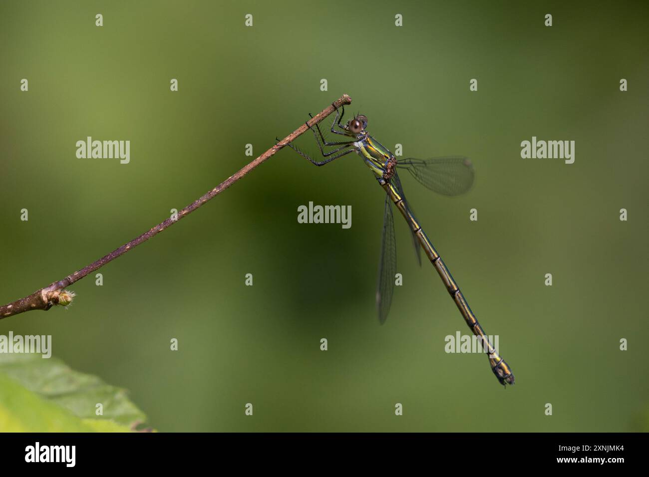 Weidenjungfer, Gemeine Weidenjungfer, Westliche Weidenjungfer, Große Binsenjungfer, Weibchen, Chalcolestes viridis, Lestes viridis, Willow Emerald Dam Stock Photo