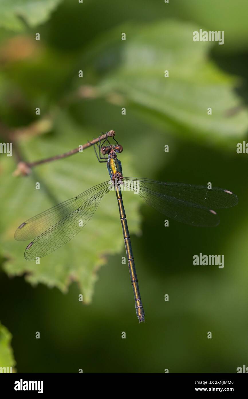 Weidenjungfer, Gemeine Weidenjungfer, Westliche Weidenjungfer, Große Binsenjungfer, Weibchen, Chalcolestes viridis, Lestes viridis, Willow Emerald Dam Stock Photo