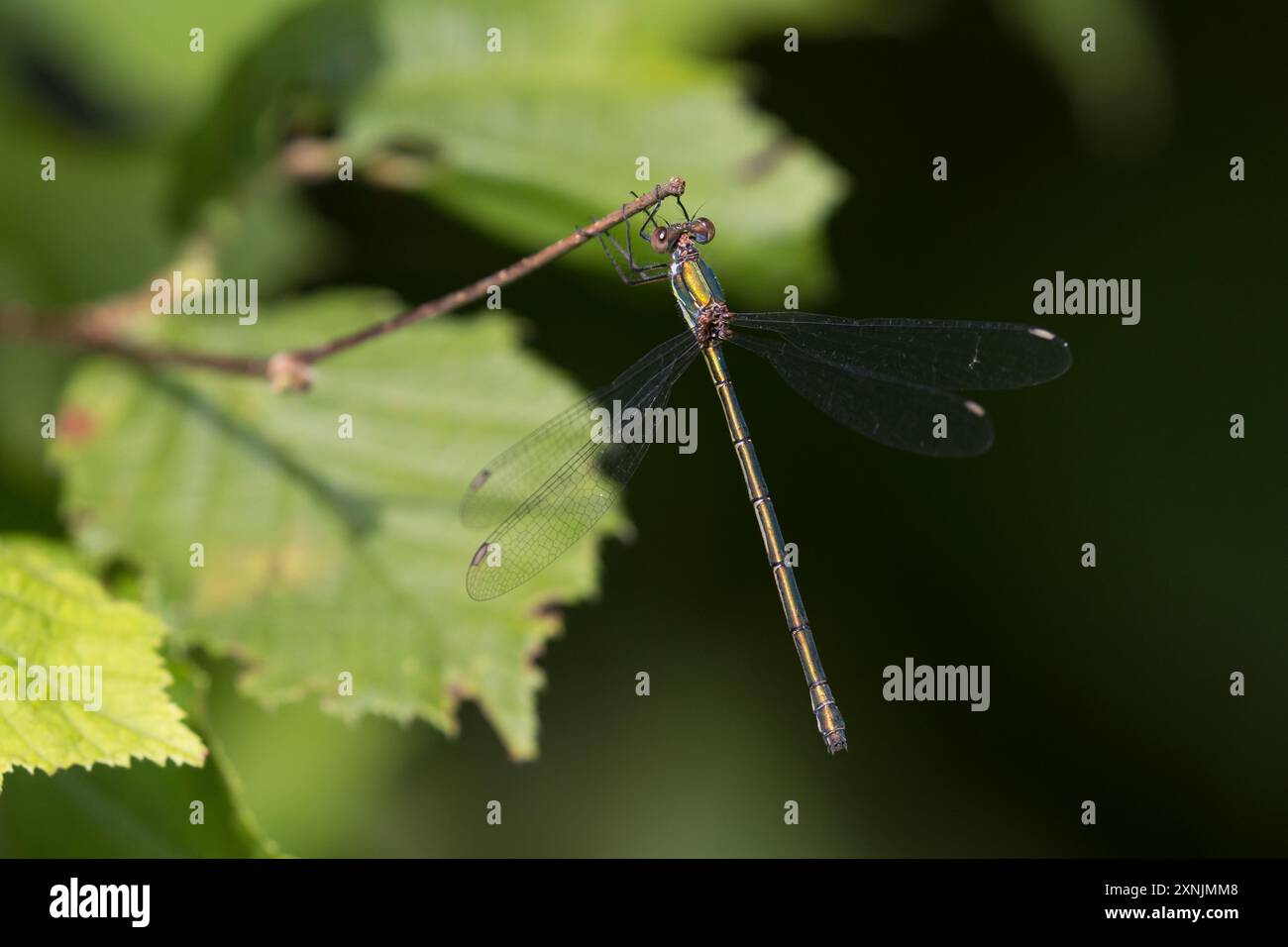 Weidenjungfer, Gemeine Weidenjungfer, Westliche Weidenjungfer, Große Binsenjungfer, Weibchen, Chalcolestes viridis, Lestes viridis, Willow Emerald Dam Stock Photo