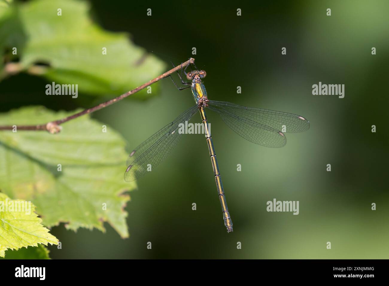 Weidenjungfer, Gemeine Weidenjungfer, Westliche Weidenjungfer, Große Binsenjungfer, Weibchen, Chalcolestes viridis, Lestes viridis, Willow Emerald Dam Stock Photo