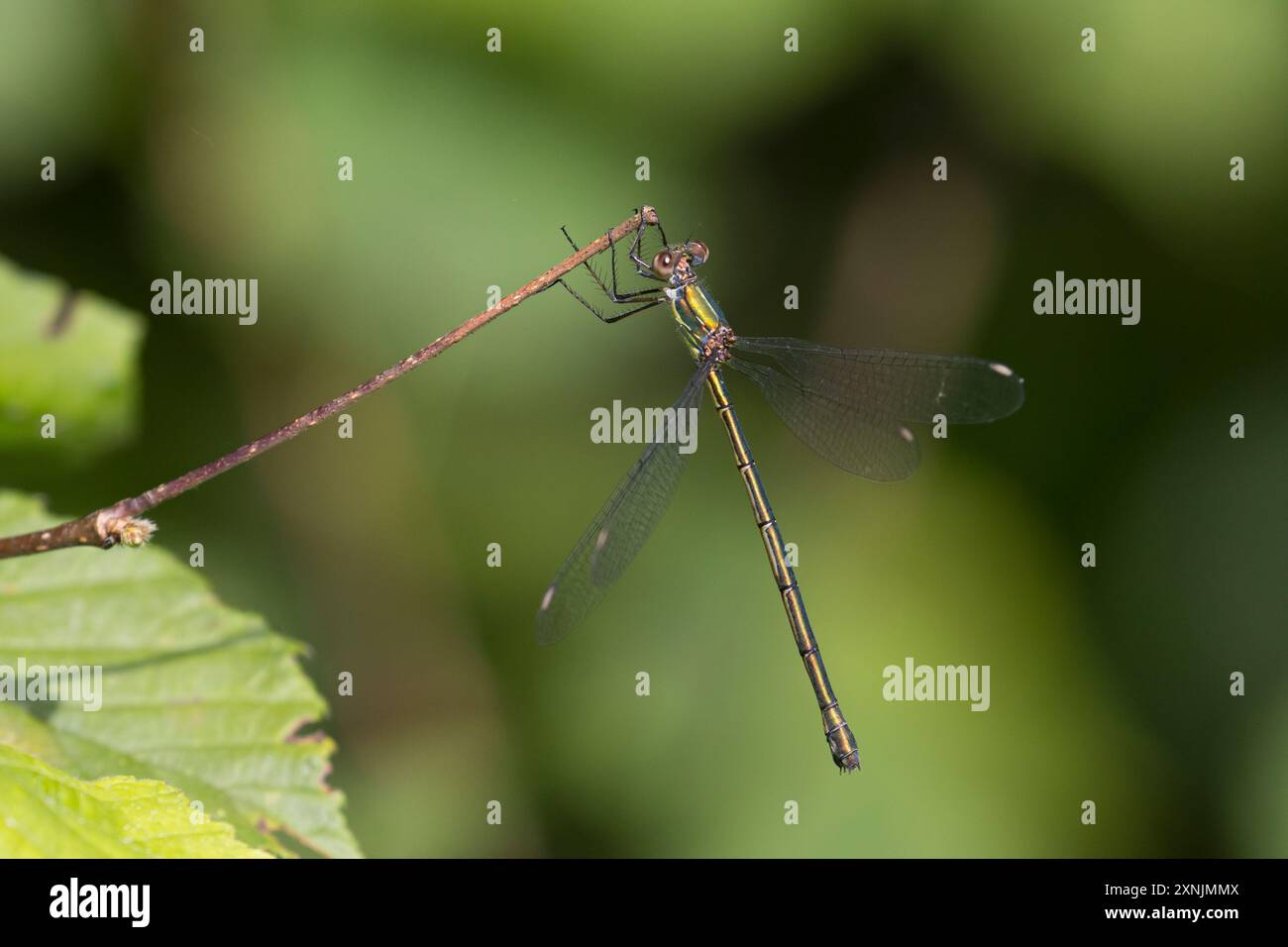 Weidenjungfer, Gemeine Weidenjungfer, Westliche Weidenjungfer, Große Binsenjungfer, Weibchen, Chalcolestes viridis, Lestes viridis, Willow Emerald Dam Stock Photo