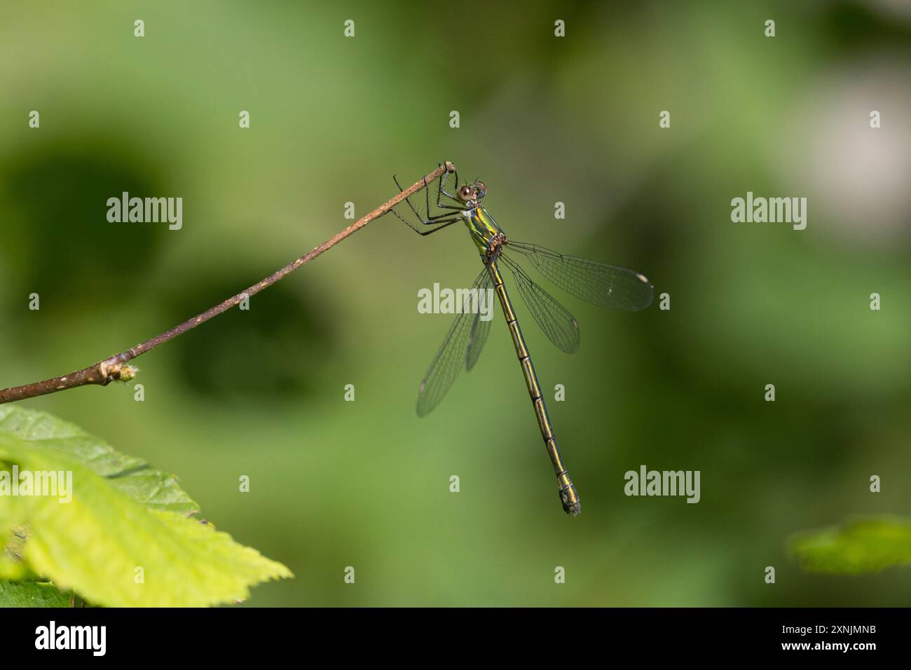 Weidenjungfer, Gemeine Weidenjungfer, Westliche Weidenjungfer, Große Binsenjungfer, Weibchen, Chalcolestes viridis, Lestes viridis, Willow Emerald Dam Stock Photo