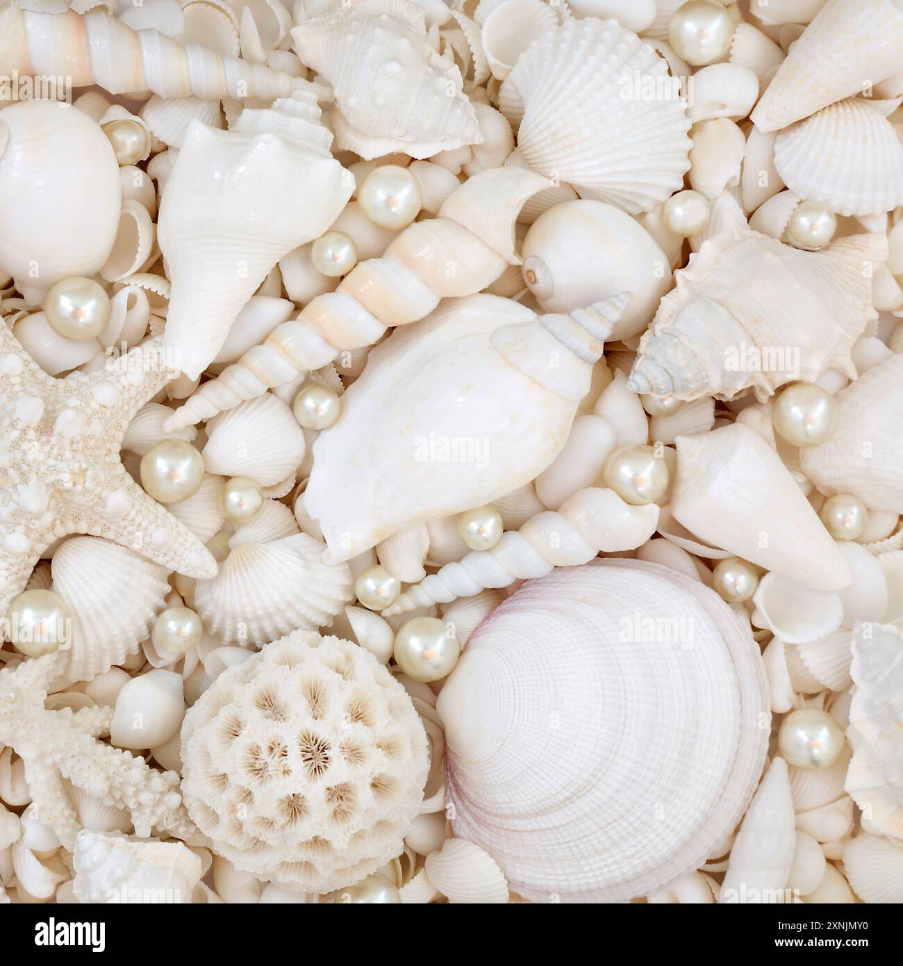 Beautiful white seashells and oyster pearl background with large collection  of beach shells. Nature marine life composition for summer theme Stock  Photo - Alamy, image size:1300x1390