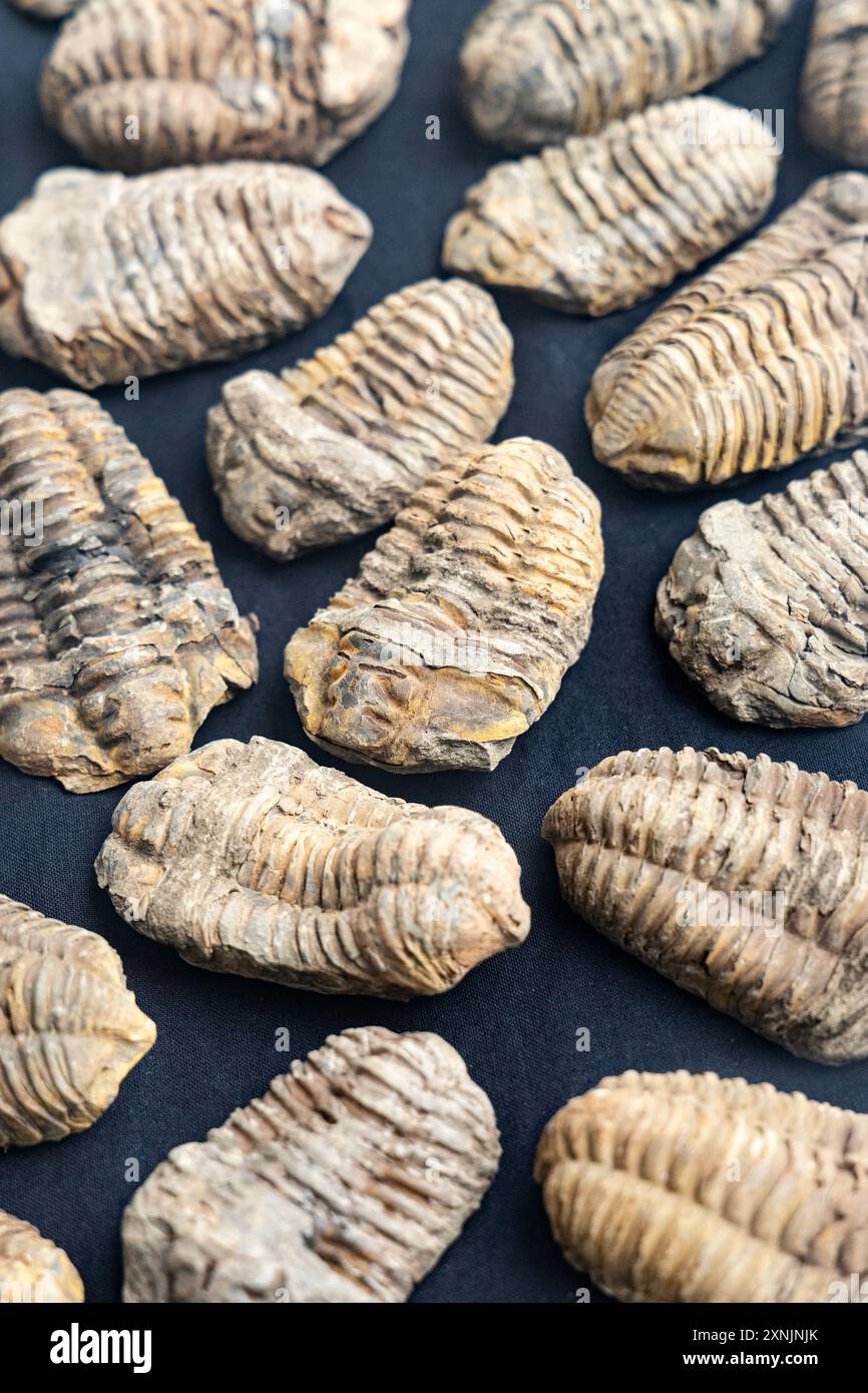Calymene trilobite fossils, Geological Museum, Warsaw, Poland Stock Photo