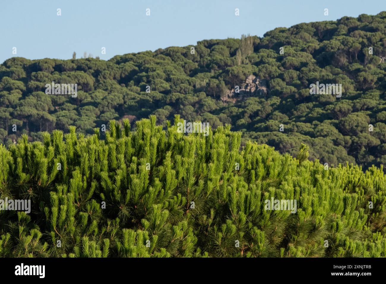 Aerial lush sustainable pine forest hi-res stock photography and images ...