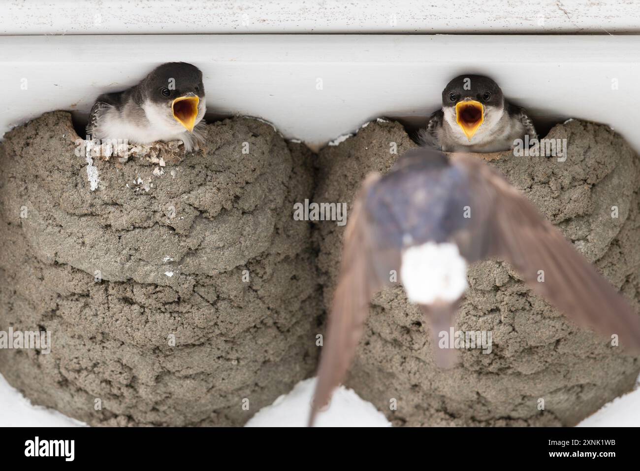 house-martin-nest-artificial-hi-res-stock-photography-and-images-alamy