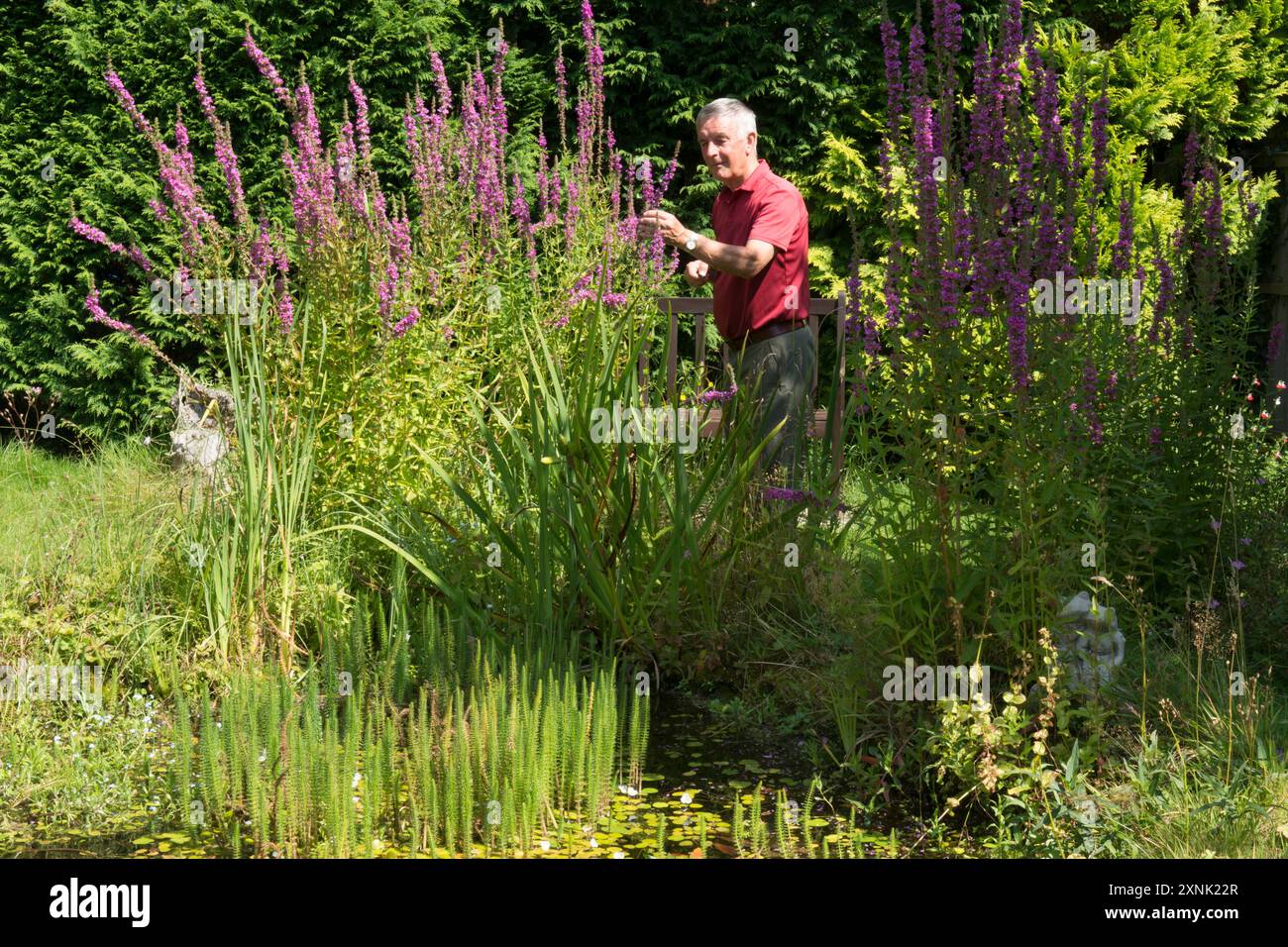Elderly retired man finding hi-res stock photography and images - Alamy