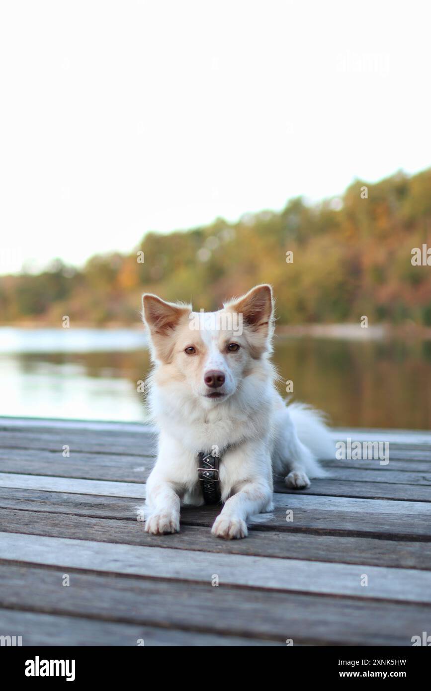 Welsh corgi dog harness hi-res stock photography and images - Alamy