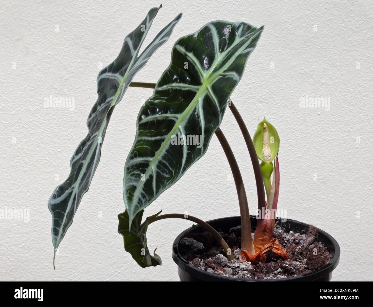 croton bonsai Artificial Croton Leaf Bonsai Plant 1ft – VCK Greens main image 1