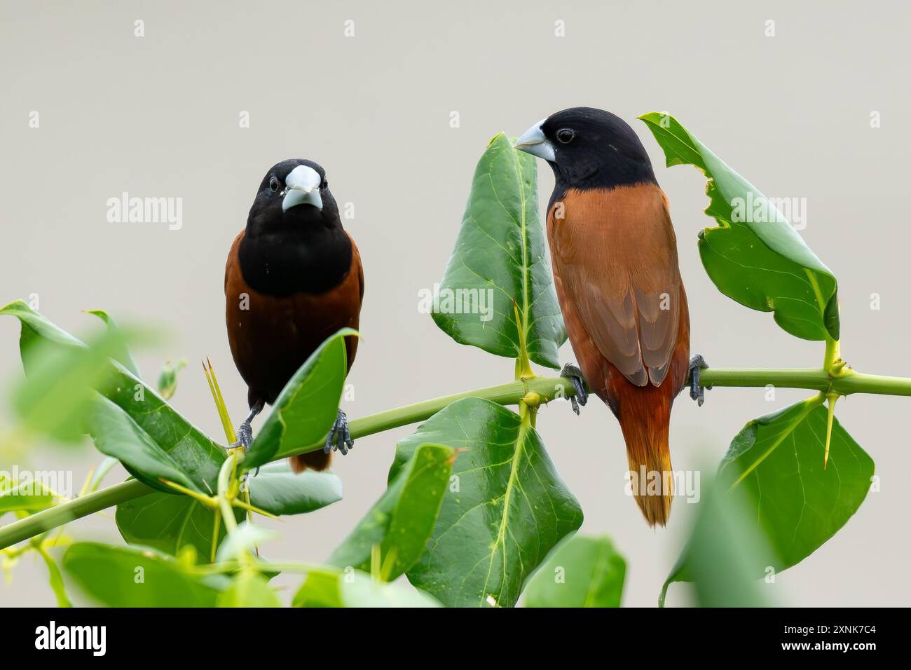 Azima sarmentosa hi-res stock photography and images - Alamy