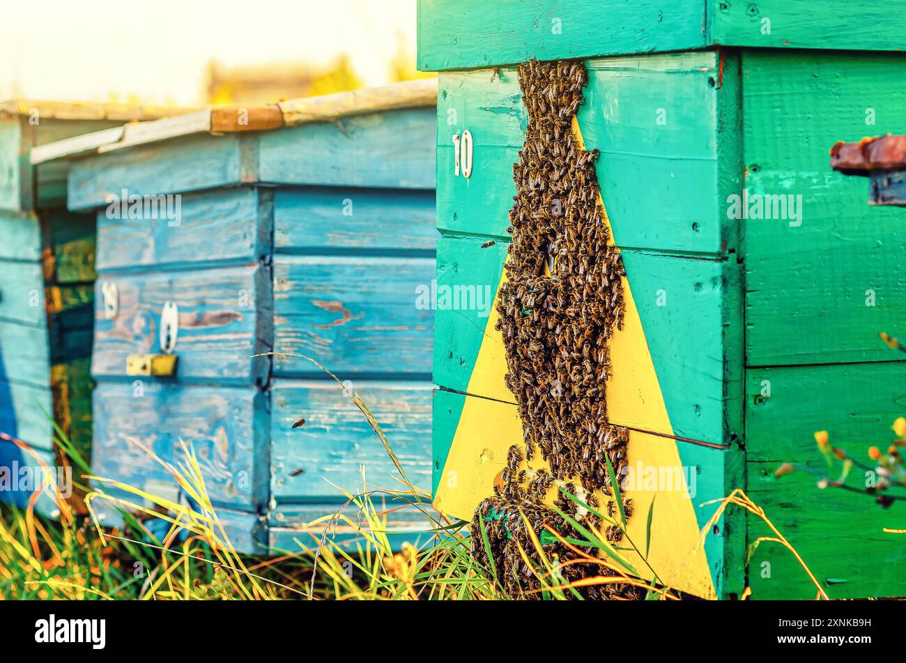 Honey bees flying wall hi-res stock photography and images - Alamy