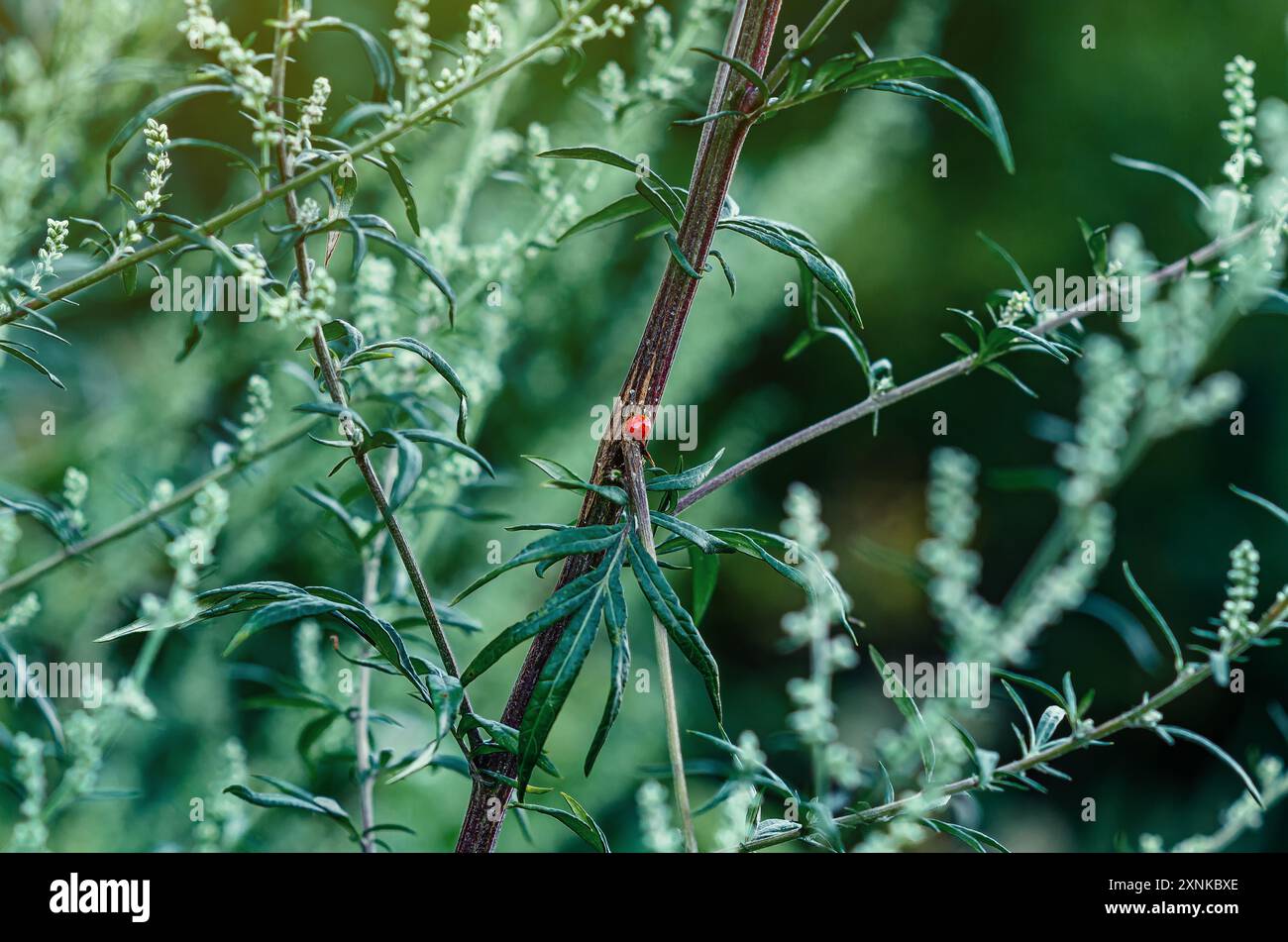Small red ladybug insect on a green stem Stock Photo
