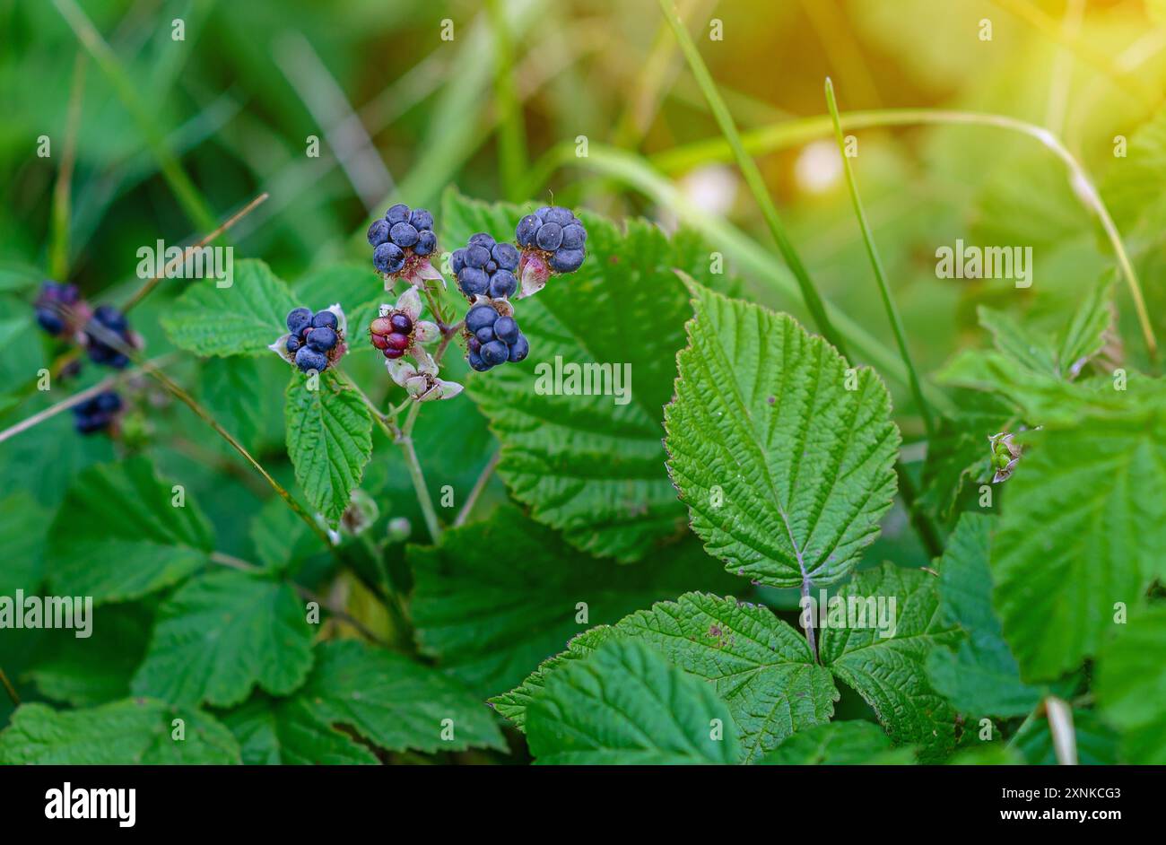Branch blackberries in summer forest hi-res stock photography and ...
