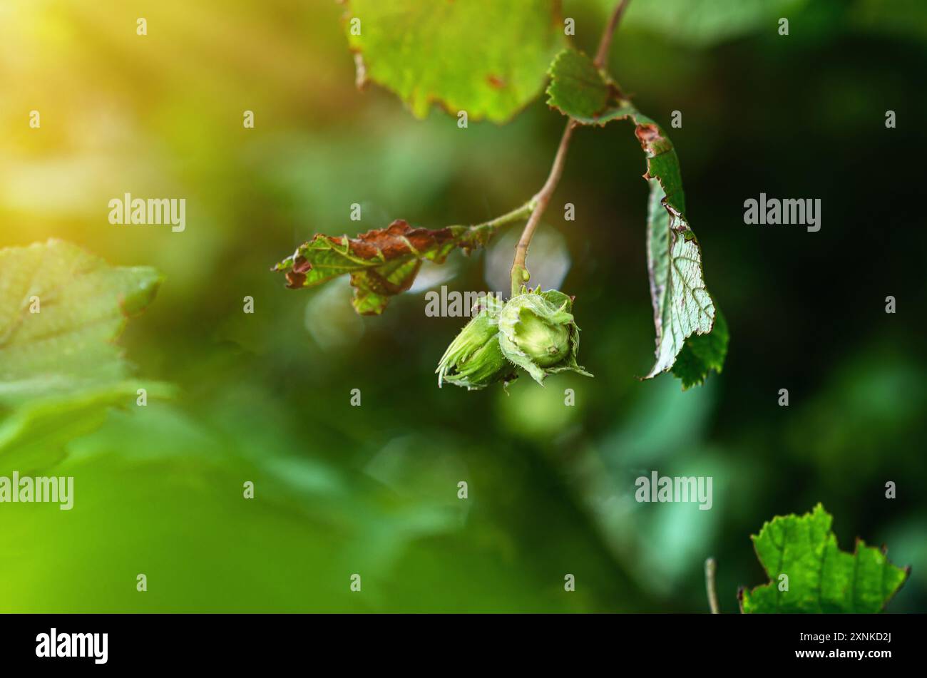 Young unripe hazelnuts on branches. Hazelnut harvest Stock Photo