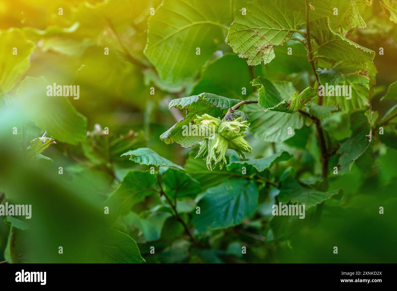 Young unripe hazelnuts on branches. Hazelnut harvest Stock Photo