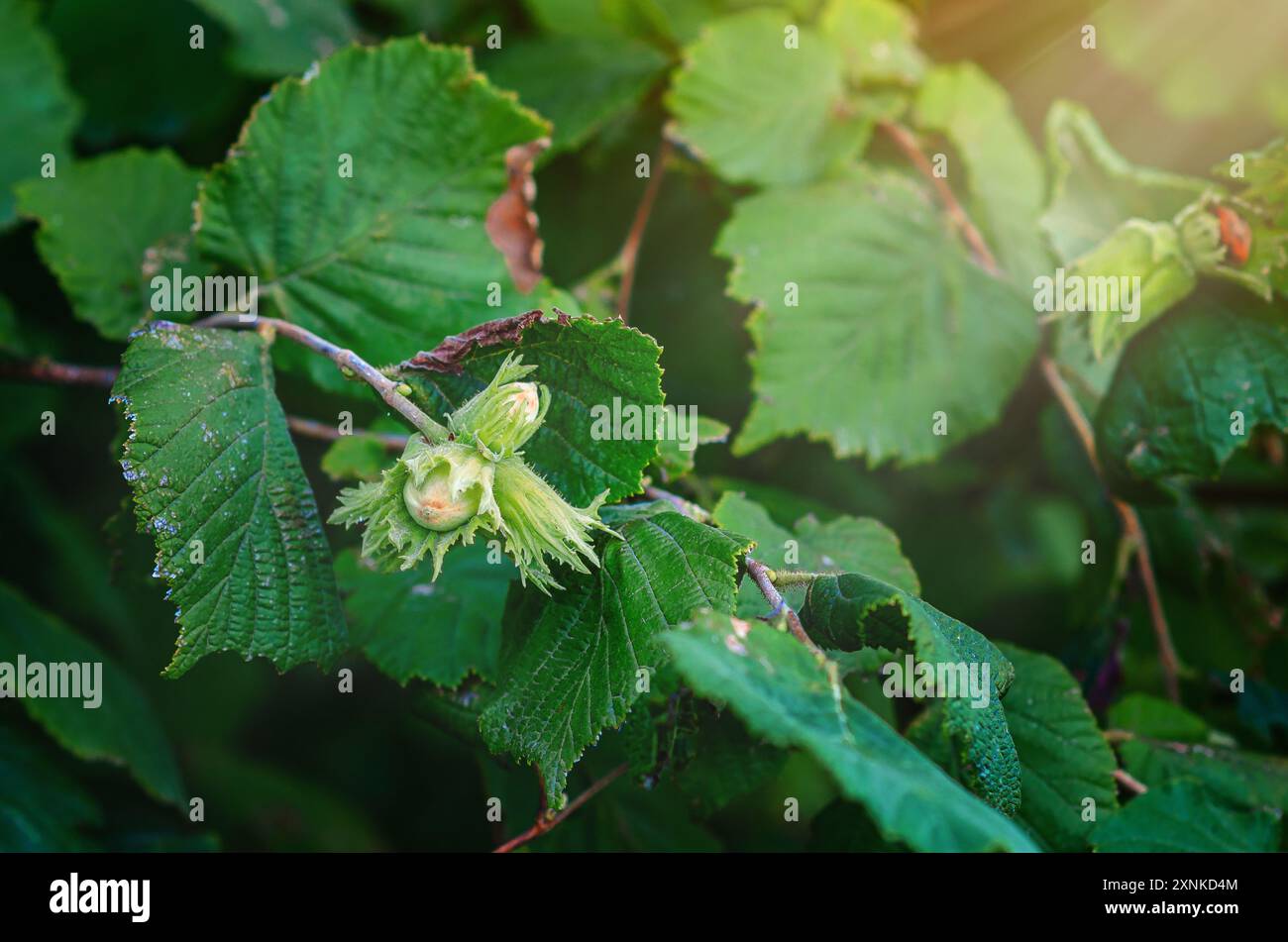 Young unripe hazelnuts on branches. Hazelnut harvest Stock Photo