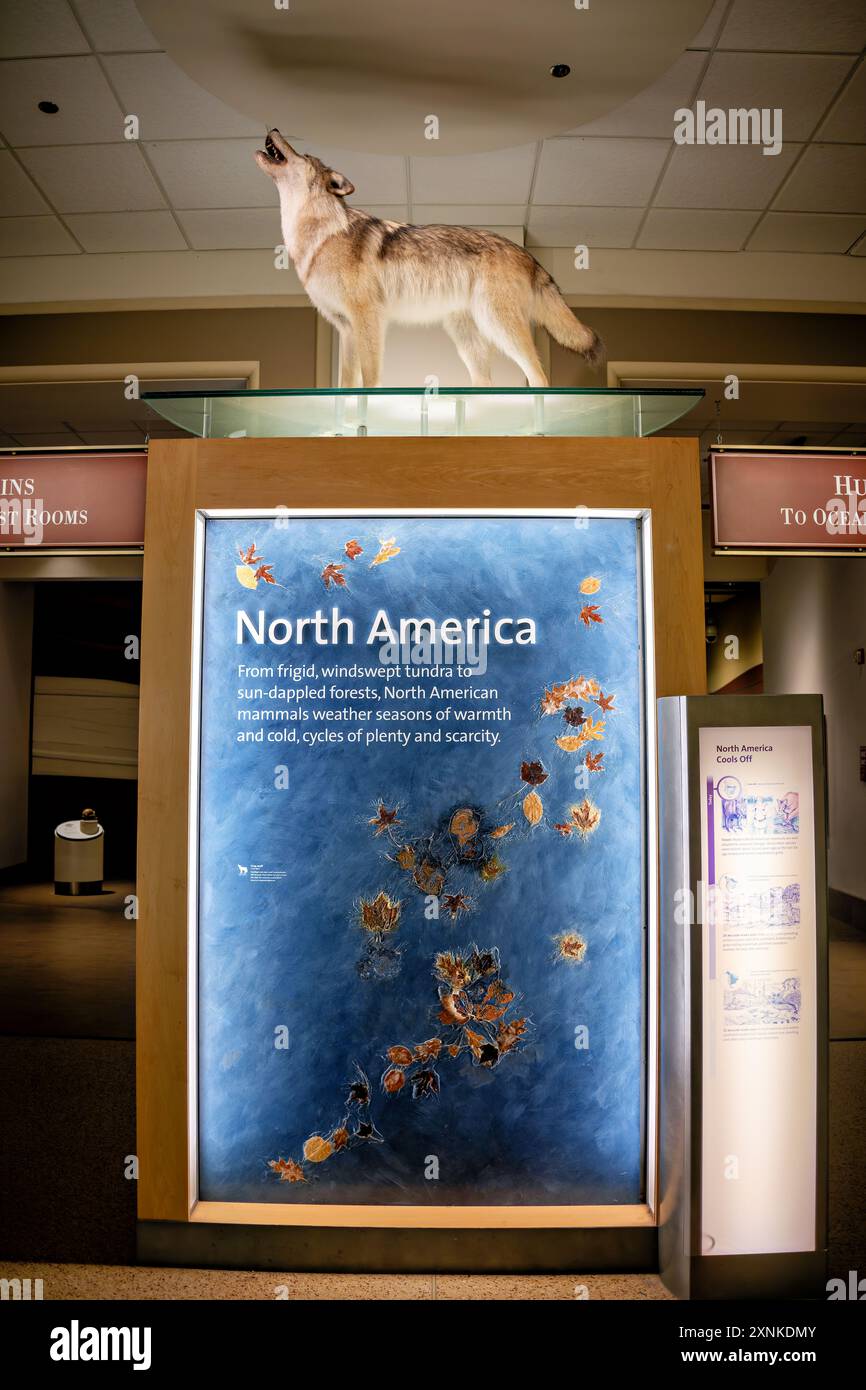 WASHINGTON DC, United States — The North America Wildlife Exhibit at the Smithsonian National Museum of Natural History in Washington DC. The exhibit showcases diverse animal species native to North America through dioramas, taxidermy specimens, and educational displays. This permanent exhibition is part of the museum's extensive collection of natural history artifacts and scientific exhibits. Stock Photo