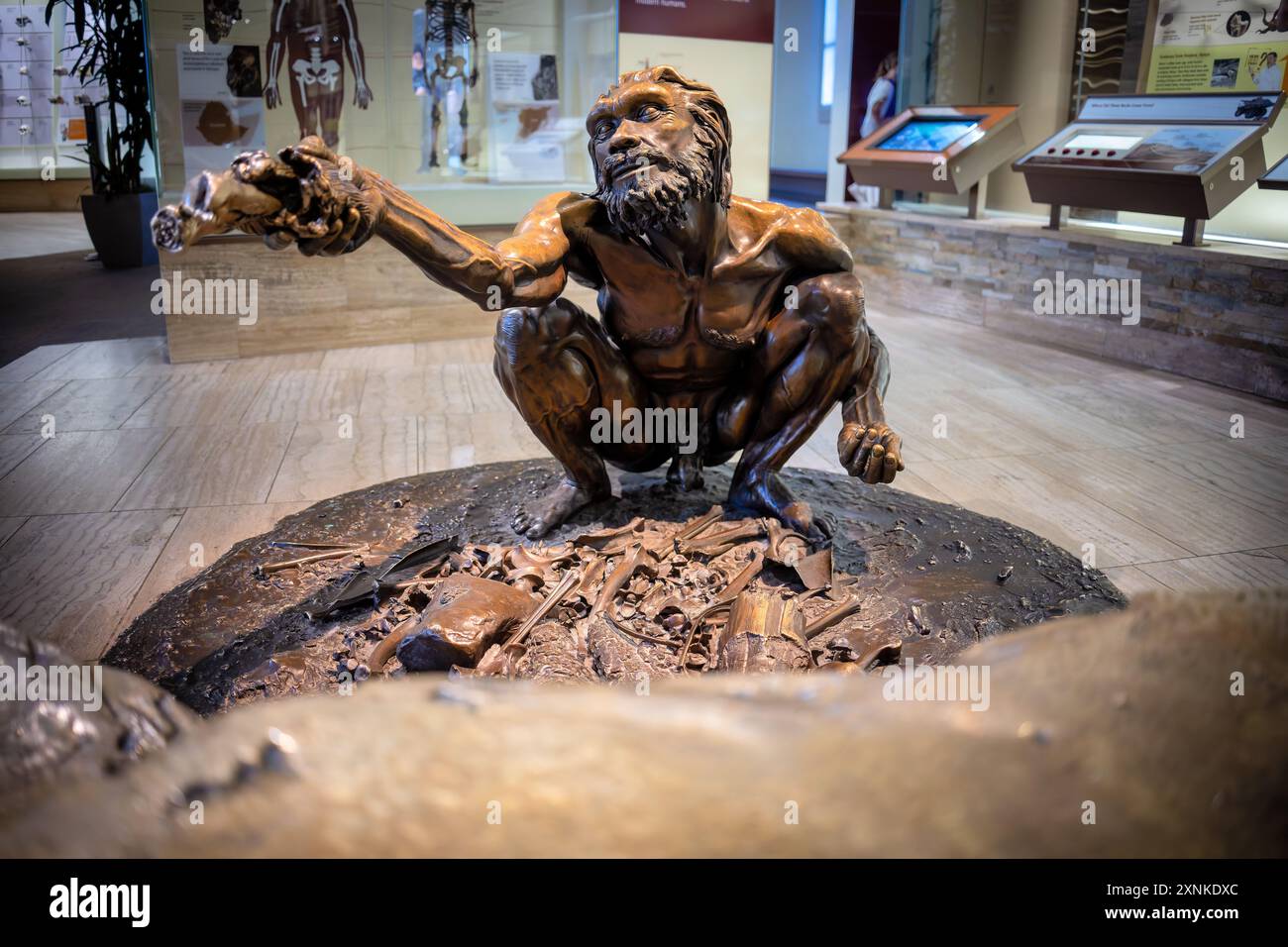 WASHINGTON DC, United States — A statue representing Homo heidelbergensis on display at the Smithsonian National Museum of Natural History. This reconstruction depicts an important human ancestor species that lived between 700,000 and 200,000 years ago. The exhibit is part of the David H. Koch Hall of Human Origins, which explores human evolution through various displays and artifacts. Stock Photo