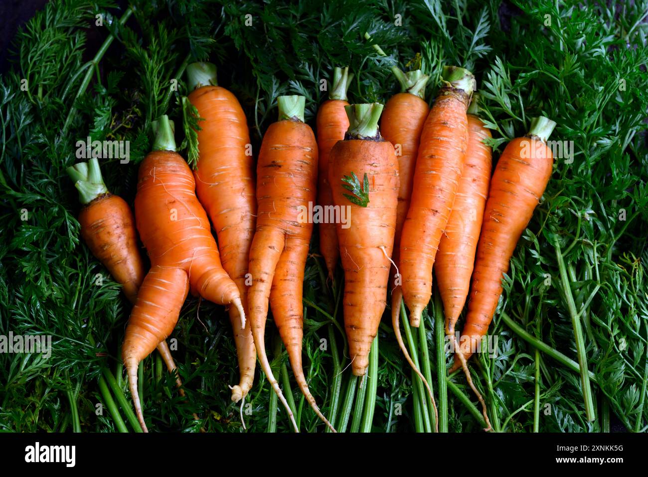 Fresh young carrot vegetable hi-res stock photography and images - Alamy