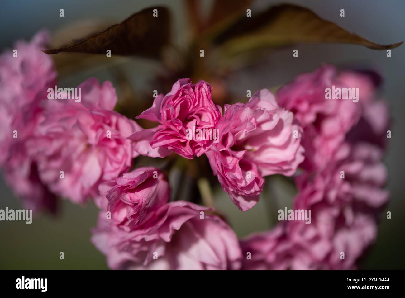 WASHINGTON DC, United States — Kwanzan/Kanzan cherry trees display their distinctive double-pink blossoms in East Potomac Park. These ornamental cherries, known for blooming later than the famous Yoshino cherries, create dramatic displays of deep pink flowers. The Kwanzan cherries extend Washington's cherry blossom season beyond the main Tidal Basin bloom. Stock Photo