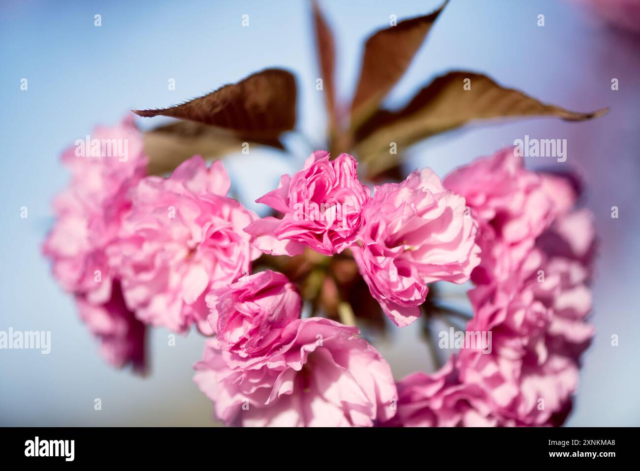 WASHINGTON DC A Close up View Shows The Pink Blossoms Of A Kanzan washington-dc-a-close-up-view-shows-the-pink-blossoms-of-a-kanzan