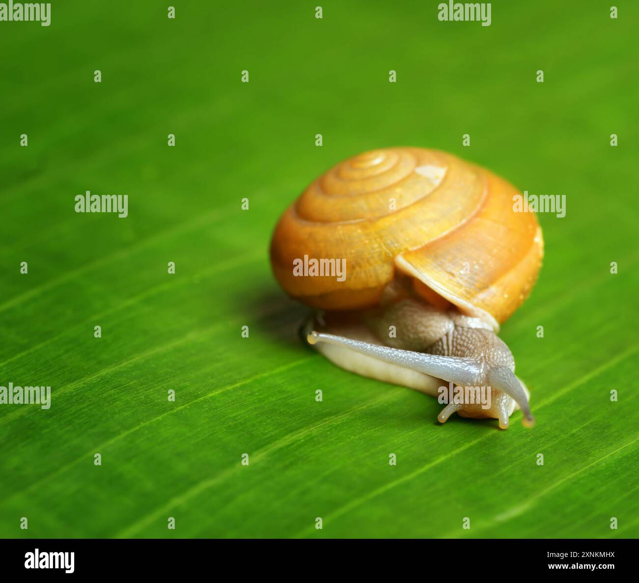 Snail creeps on green leaf hi-res stock photography and images - Alamy