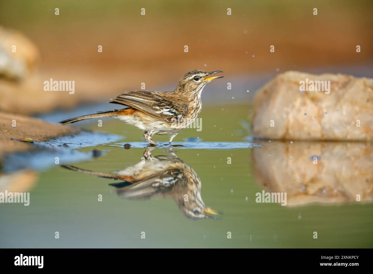 Red backed Scrub Robin bathing in waterhole with reflection in Kruger ...