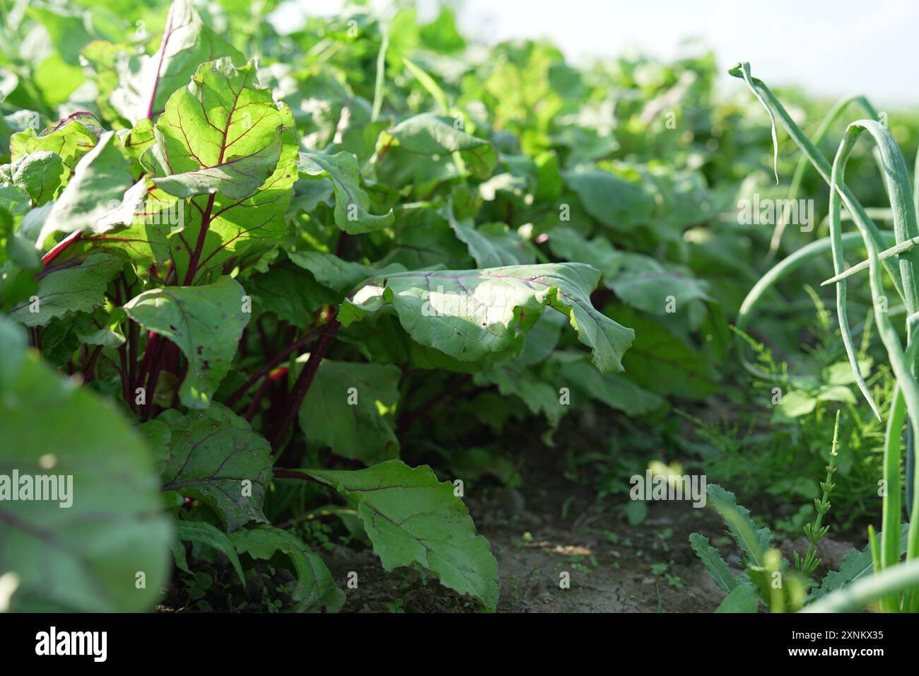 Growing plants onion plantation hi-res stock photography and images - Alamy